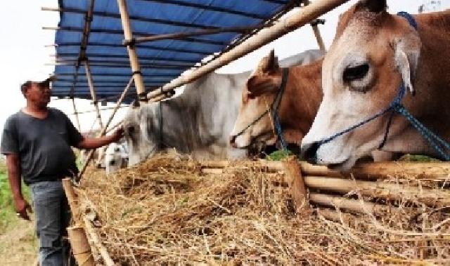 Siak Kembangkan 20.305 ekor Sapi Bali Di 14 Kecamatan