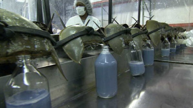 Kepiting Tapal Kuda Memiliki Darah Biru, Harganya Fantastis