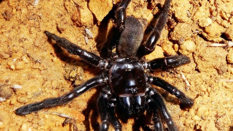 Laba-laba Tertua di Dunia Mati