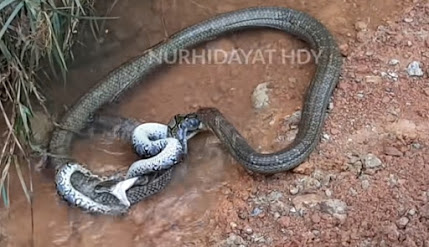 Real Fight Ular King Kobra VS Piton, Hasil Akhir di Luar Dugaan