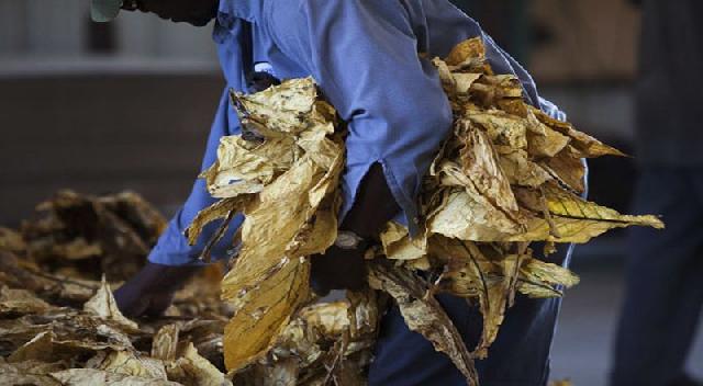 Kenaikan Harga Rokok Tak Untungkan Petani Tembakau