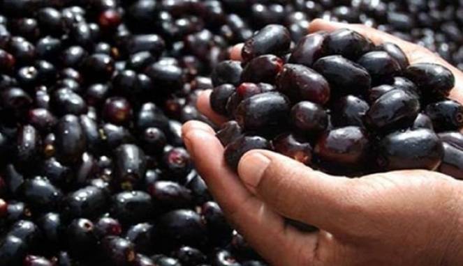 Jamblang, Alternatif Alami Obati Diabetes Melitus