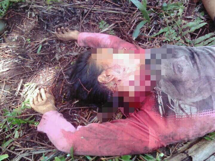 Harimau Terkam Wanita Di Inhil Hingga Tewas, Ini Kata BBKSDA Riau