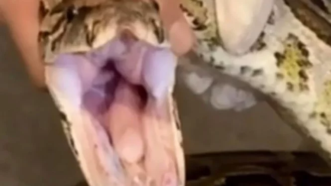 Bocah 4 Tahun Dililit Ular Piton 4,5 Meter di Kolam Renang