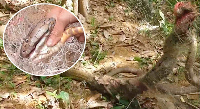 Dua King Kobra Besar Terbelit di Pagar, Bagaimana Nasibnya?