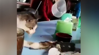 Kocak, Seekor Kucing Nekat Rebut Lele Goreng dari Piring Pria Ini