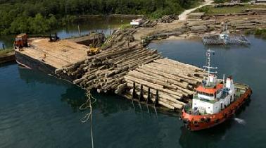 Kantongi Izin Expayears, Toke Kayu Ditahan Polisi