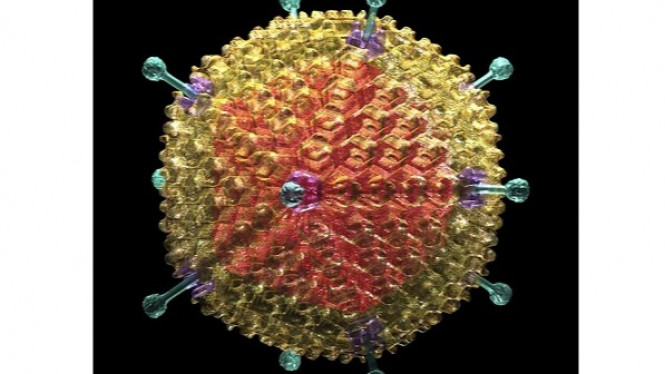 Ternyata Obesitas Disebabkan oleh Virus yang Menular