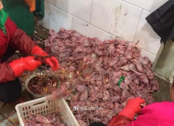 Ini Foto Pasar Hewan yang Diduga Sebagai Titik Penyebaran Virus Corona, Jorok!