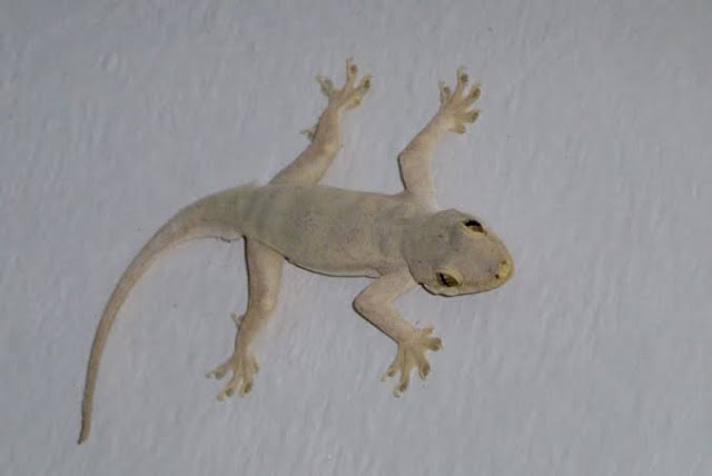 Kejatuhan Cicak di Dada, Paha atau Tubuh? Ini Mitosnya