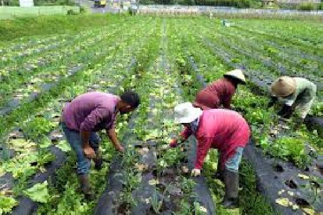 Pemkab Kembangkan Tanaman Holticultura