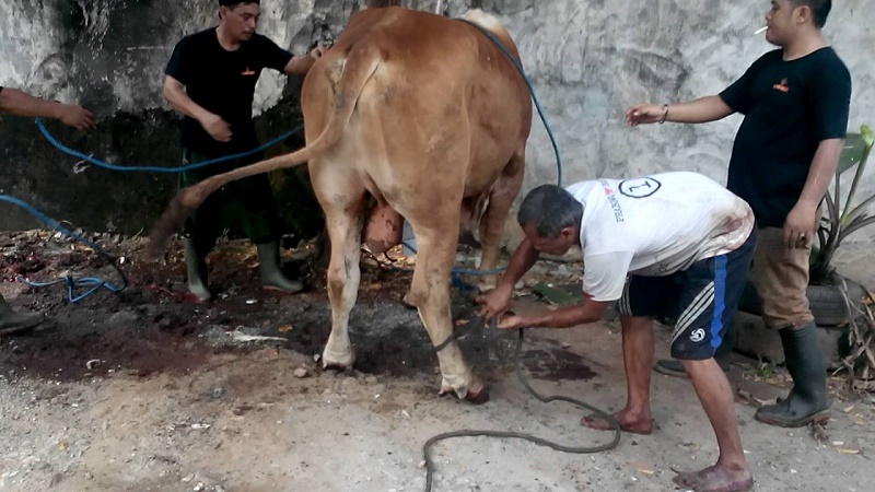 Wagubri Sumbangkan Dua Ekor Hewan Kurban