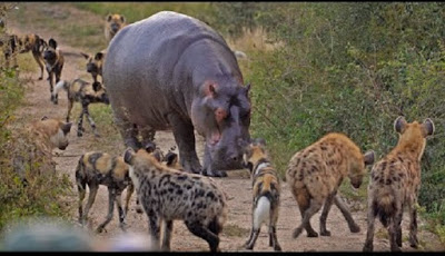 Pilihan Kematian Impala: Dimangsa Anjing Liar, Hyena Atau Kuda Nil