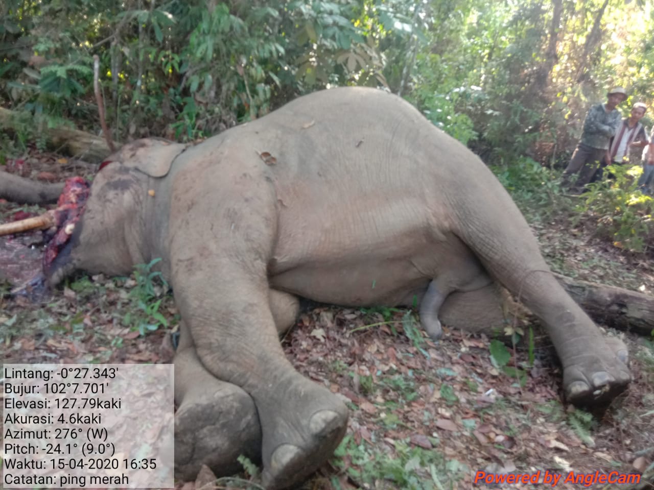 Satu Ekor Gajah Sumatera di Inhu Ditemukan Mati Dalam Kondisi Termutilasi 