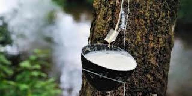 Gawat ! Harga Karet Anjlok, Petani Rupat Menjerit