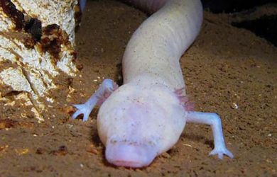 Hewan Paling Malas di Dunia, Tujuh Tahun Bisa Tidak Bergerak Sama Sekali!