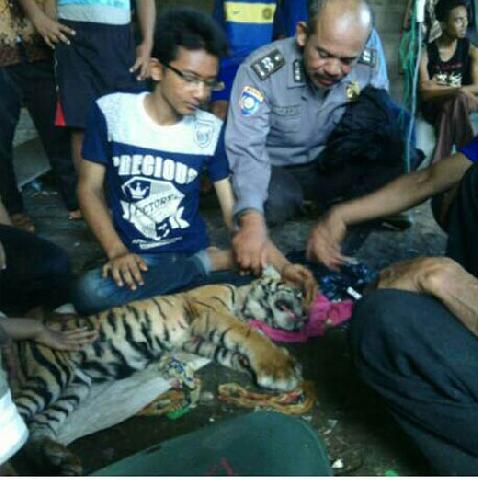 Seekor Anak Harimau Ditemukan di Kebun Warga Bukit Batu Bengkalis