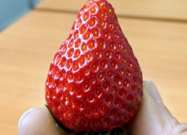 Wow! Stroberi Ini Harganya Rp134 Ribu per Buah, Apa Istimewanya?