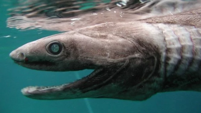 Ikan Purba yang Masih Ada dan Hidup Sampai Sekarang