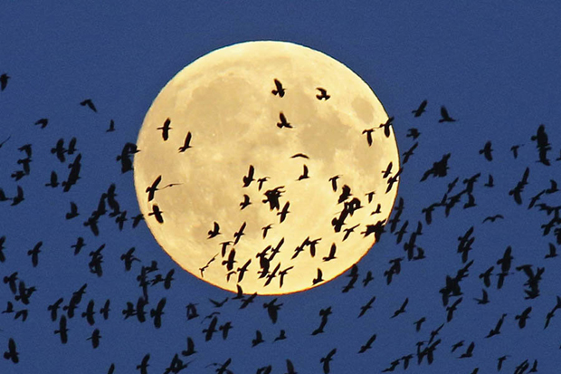 Inilah Keajaiban Energi Super Blue Blood Moon untuk Manusia