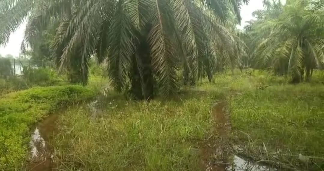 Parah! Limbah PDAM Mempura Bikin Rusak Kebun Warga 
