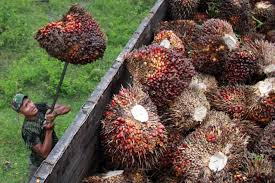 Negosiasi RI-AS Berbuah Manis, Sawit dan Kakao Bebas Tarif Resiprokal