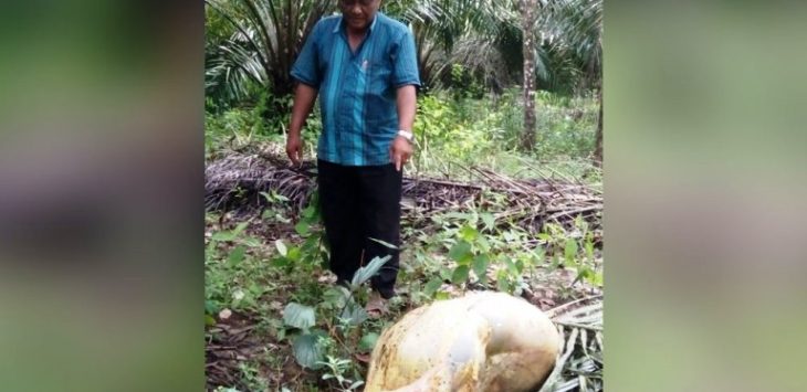 Ngeri, Tiga Lembu Warga Hilang, Perut dan Usus Dibiarkan Terburai di Lokasi