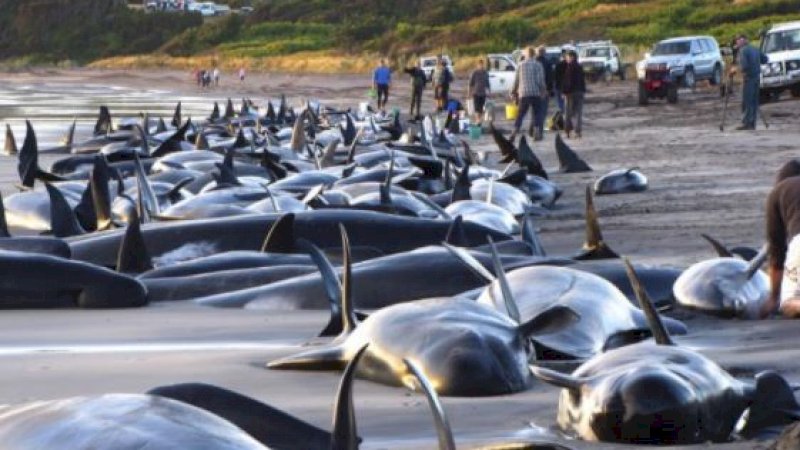 Woow! Terbesar Sepanjang Sejarah Sri Lanka, AL dan dan Relawan Selamatkan 100 Paus Terdampar