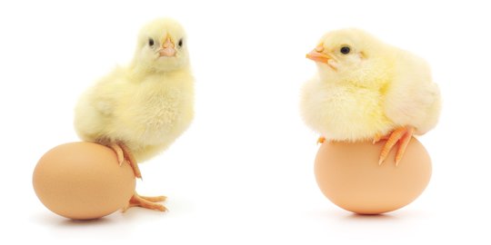 Apa Kamu Tahu Mana Duluan, Ayam Apa Telur ? Ini Jawabannya