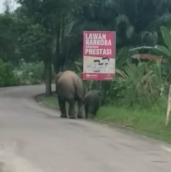 Dua Gajah Berkeliaran di Kantor Polisi Mandau Bengkalis
