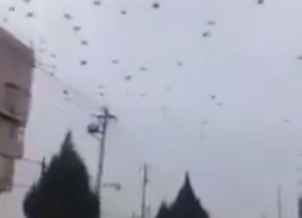 Ribuan Burung Gagak Serbu Wuhan, Diduga Berburu Mayat Korban Virus Corona