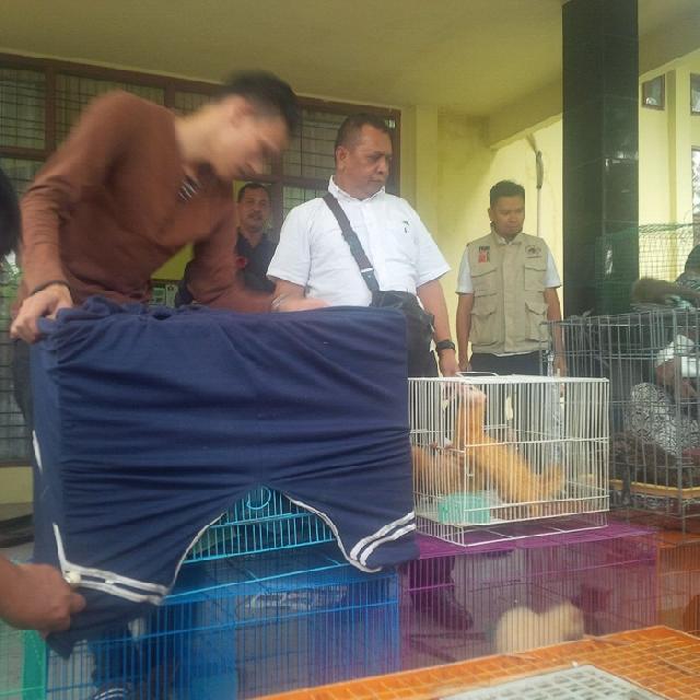 Gerebek Rumah di Harapan Raya, BPHKHLK Temukan Puluhan Satwa Dilindungi