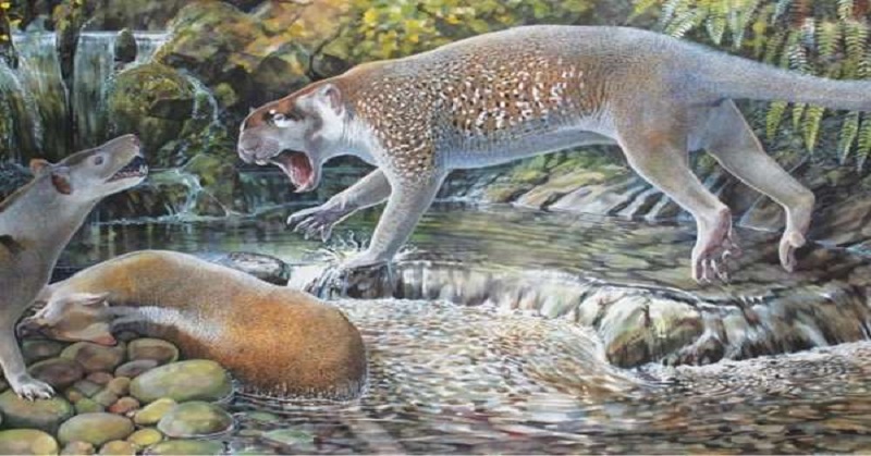 Wiih, Spesies Baru Singa Marsupial yang Punah 19 Juta Tahun Silam Ditemukan