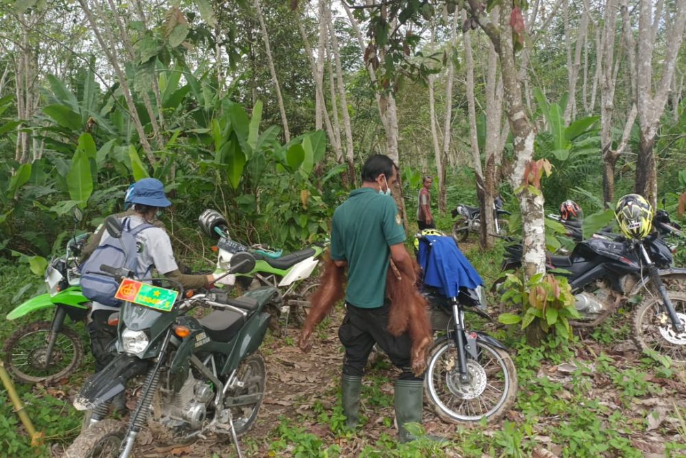 Anak Orang Utan di Inhil Riau Ditinggal Induknya Dalam Kondisi Lemah