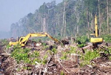 Dishut Siak Amankan Alat Berat Perambah Hutan Produksi