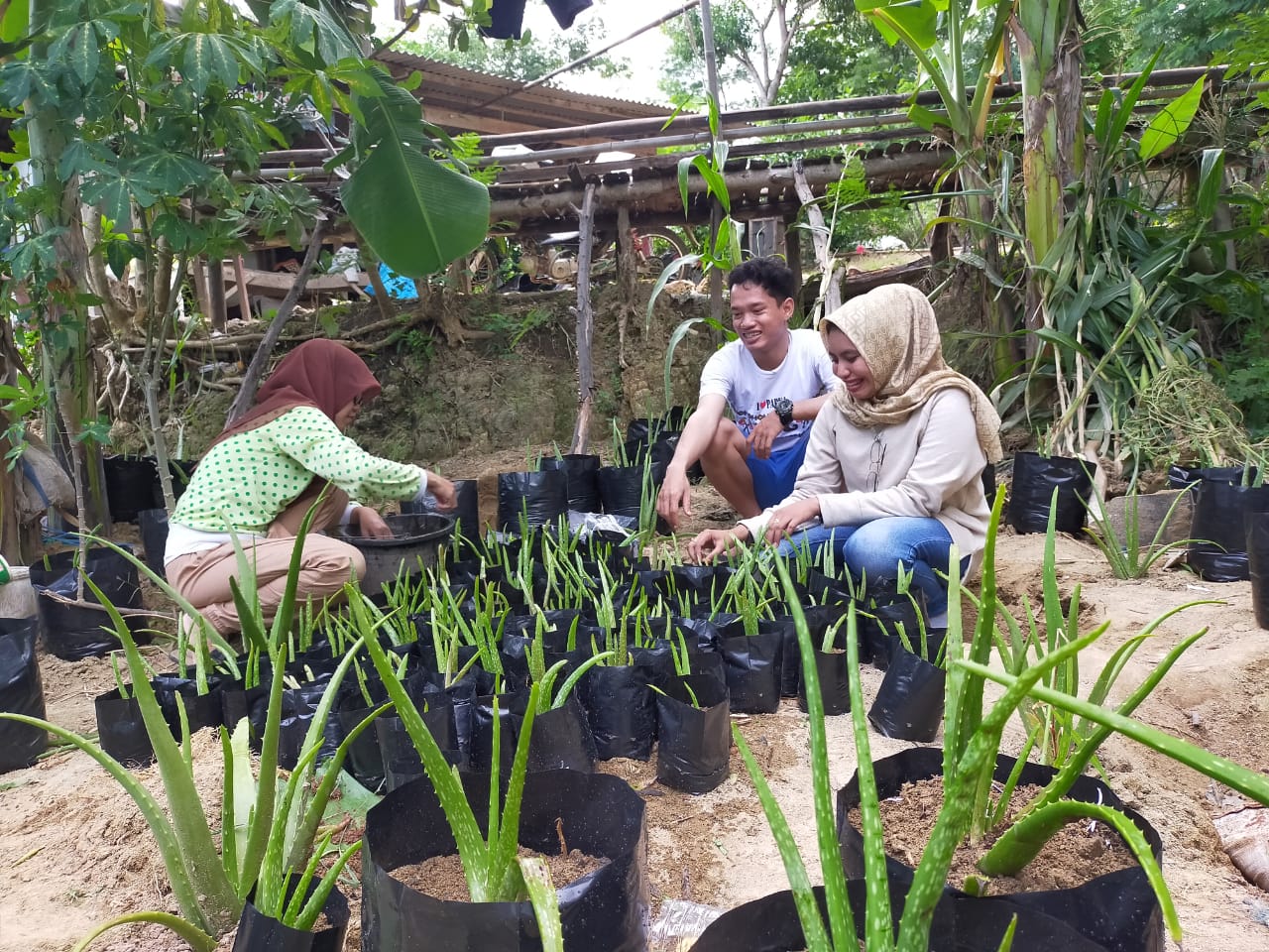 Manfaat Luar Biasa Lidah Buaya untuk Luka Bakar