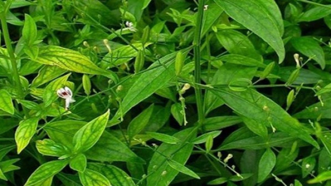 Sambiloto, Si Pahit yang Bisa Sembuhkan Kelenjar Tiroid