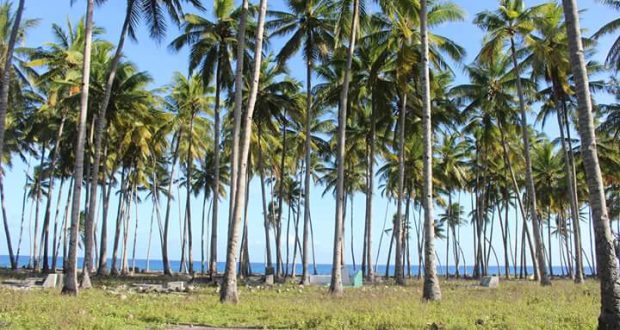 Penjelasan Kementan Soal Kelapa Sri Gemilang Inhil Riau