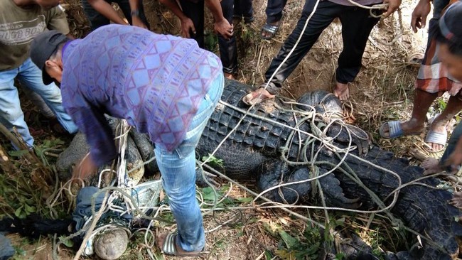 Warga Aceh Timur Tangkap Buaya Muara 1 Ton yang Bikin Resah