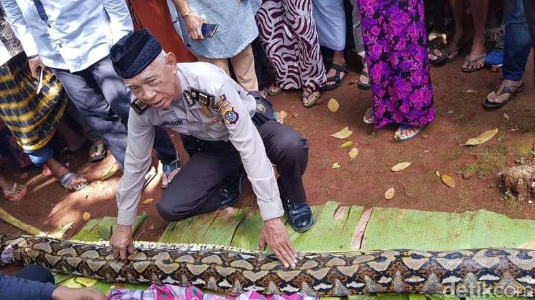 Polisi Minta Warga Tak Berkebun Sendiri agar Tak Dimakan Ular