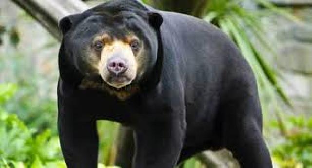 Warga Rohul Resah Beruang Madu Berkeliaran di Pemukiman Warga