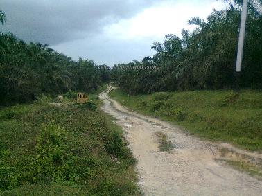 Ditemukan Alat Bantu Seks di Kebun Sawit, Diduga Milik Pelajar SMP