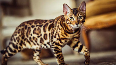 10 Ras Kucing Termahal di Dunia