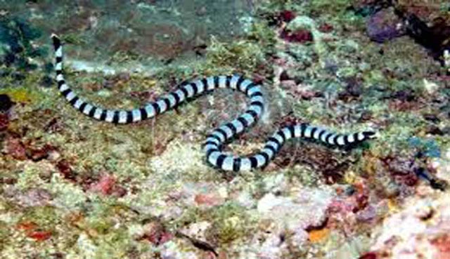 Mengenal 6 Ular Laut Paling Berbisa di Indonesia
