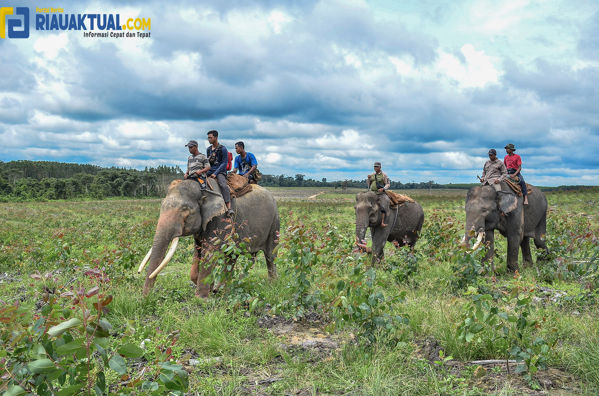 Komitmen PT PHR Melindungi Gajah Sumatera