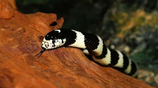 Bukan King Kobra, Inilah 5 Jenis Ular Paling Berbisa di Dunia