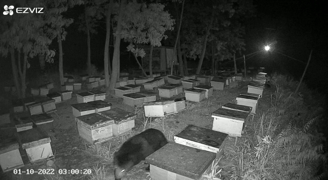 BKSDA Mitigasi 3 Beruang Madu Muncul di Desa Penarikan