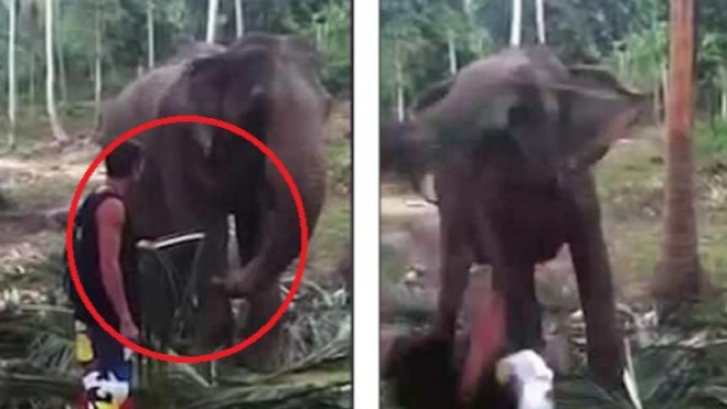 Coba Menyentuh Belalai, Turis 'Ditampar' Gajah Hingga Tersungkur