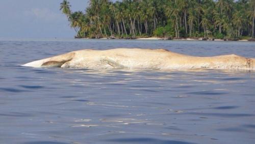 Paus Sepanjang 7 Meter Ditemukan Mati di Pulau Banyak Aceh