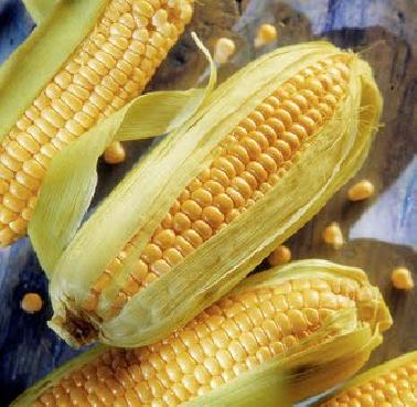 Tiga Cara Memanggang Jagung Manis